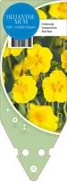 Helianthemum Hybr. Golden Queen (Zonneroosje) - afbeelding 1
