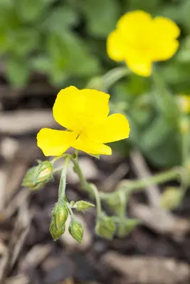 Helianthemum Hybr. Golden Queen (Zonneroosje) - afbeelding 3
