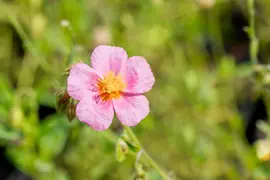 Helianthemum Hybr. Lawrenson S Pink (Zonneroosje) - afbeelding 4