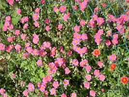 Helianthemum Hybr. Lawrenson S Pink (Zonneroosje) - afbeelding 3