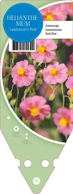 Helianthemum Hybr. Lawrenson S Pink (Zonneroosje) - afbeelding 1
