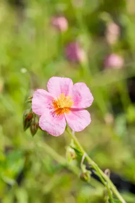 Helianthemum Hybr. Lawrenson S Pink (Zonneroosje) - afbeelding 5