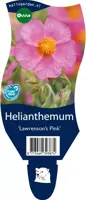 Helianthemum 'Lawrenson's Pink' (Zonneroosje) - afbeelding 1