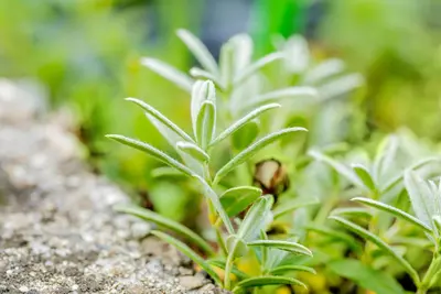 Helianthemum 'The Bride' (Zonneroosje) - afbeelding 5