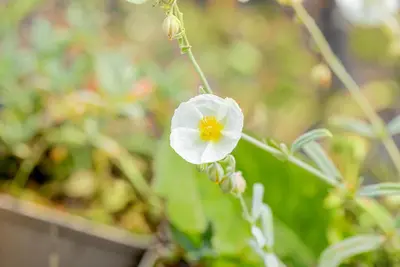 Helianthemum 'The Bride' (Zonneroosje) - afbeelding 8