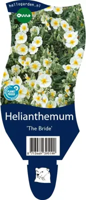 Helianthemum 'The Bride' (Zonneroosje) - afbeelding 1