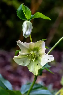 Helianthemum 'The Bride' (Zonneroosje) - afbeelding 2