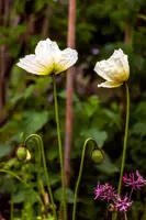 Helianthemum 'The Bride' (Zonneroosje) - afbeelding 4