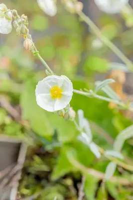 Helianthemum 'The Bride' (Zonneroosje) - afbeelding 7