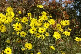 Helianthus Atrorubens (Zonnebloem) - afbeelding 4