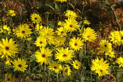 Helianthus Atrorubens (Zonnebloem) - afbeelding 5
