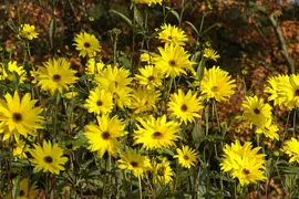 Helianthus Atrorubens (Zonnebloem) - afbeelding 5