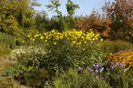 Helianthus Atrorubens (Zonnebloem) - afbeelding 6