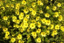 Helianthus Atrorubens (Zonnebloem) - afbeelding 7