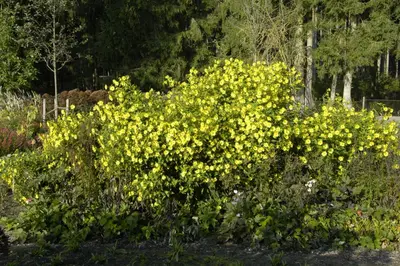 Helianthus Atrorubens (Zonnebloem) - afbeelding 8