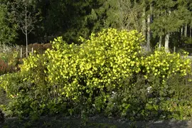 Helianthus Atrorubens (Zonnebloem) - afbeelding 8