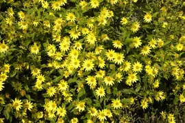 Helianthus Atrorubens (Zonnebloem) - afbeelding 9