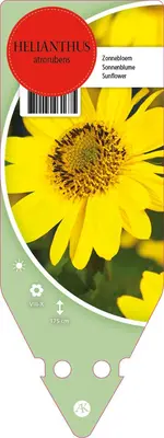 Helianthus Atrorubens (Zonnebloem) - afbeelding 1