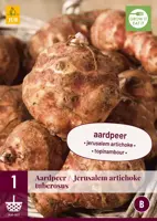 Helianthus tuberosus 1 stuks - afbeelding 1