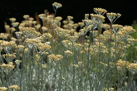 Helichrysum italicum (Kerrieplant) - afbeelding 2