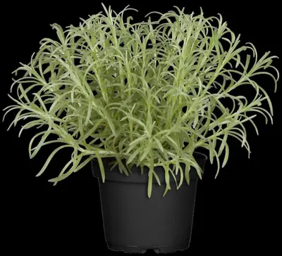 Helichrysum italicum (Kerrieplant) - afbeelding 5