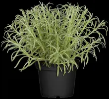Helichrysum italicum (Kerrieplant) - afbeelding 5