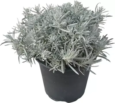 Helichrysum italicum (Kerrieplant) ø14 cm - afbeelding 1