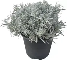 Helichrysum italicum (Kerrieplant) ø14 cm - afbeelding 1
