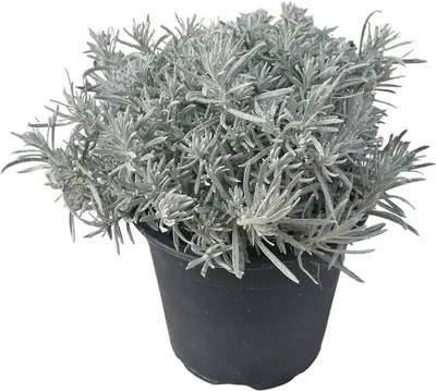 Helichrysum italicum (Kerrieplant) ø14 cm - afbeelding 1