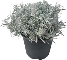 Helichrysum italicum (Kerrieplant) ø14 cm - afbeelding 1