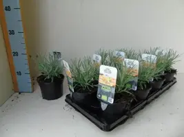 Helichrysum italicum (Kerrieplant) 15cm - afbeelding 1