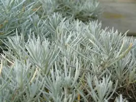 Helichrysum italicum (Kerrieplant) 15cm - afbeelding 2