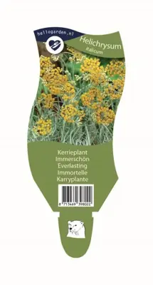 Helichrysum italicum (Kerrieplant) - afbeelding 1