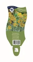 Helichrysum italicum (Kerrieplant) - afbeelding 1