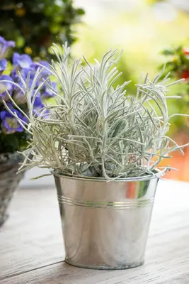 Helichrysum italicum (Kerrieplant) - afbeelding 6