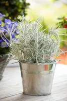 Helichrysum italicum (Kerrieplant) - afbeelding 6