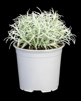 Helichrysum italicum (Kerrieplant) - afbeelding 9