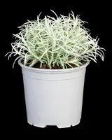 Helichrysum italicum (Kerrieplant) - afbeelding 9