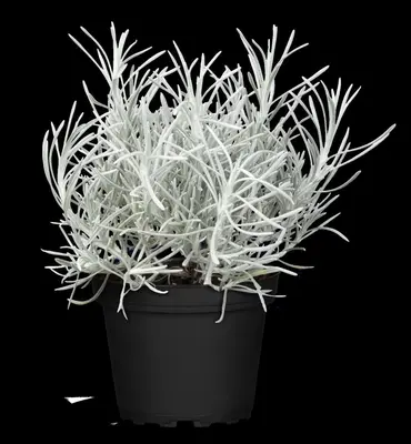 Helichrysum italicum (Kerrieplant) - afbeelding 7