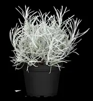 Helichrysum italicum (Kerrieplant) - afbeelding 7