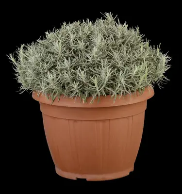 Helichrysum italicum (Kerrieplant) - afbeelding 8