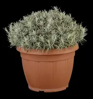 Helichrysum italicum (Kerrieplant) - afbeelding 8