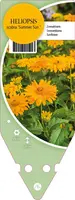 Heliopsis Helianthoides Summer Sun (Zonneoog) - afbeelding 1
