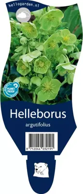 Helleborus argutifolius (Nieskruid) - afbeelding 1