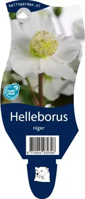 Helleborus niger (Kerstroos) - afbeelding 1