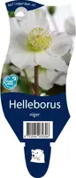 Helleborus niger (Kerstroos) - afbeelding 1