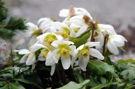 Helleborus niger (Kerstroos) - afbeelding 3