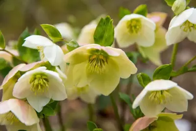 Helleborus niger (Kerstroos) - afbeelding 4