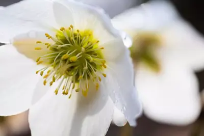 Helleborus niger (Kerstroos) - afbeelding 5