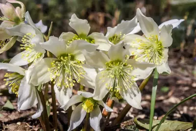 Helleborus niger (Kerstroos) - afbeelding 2
